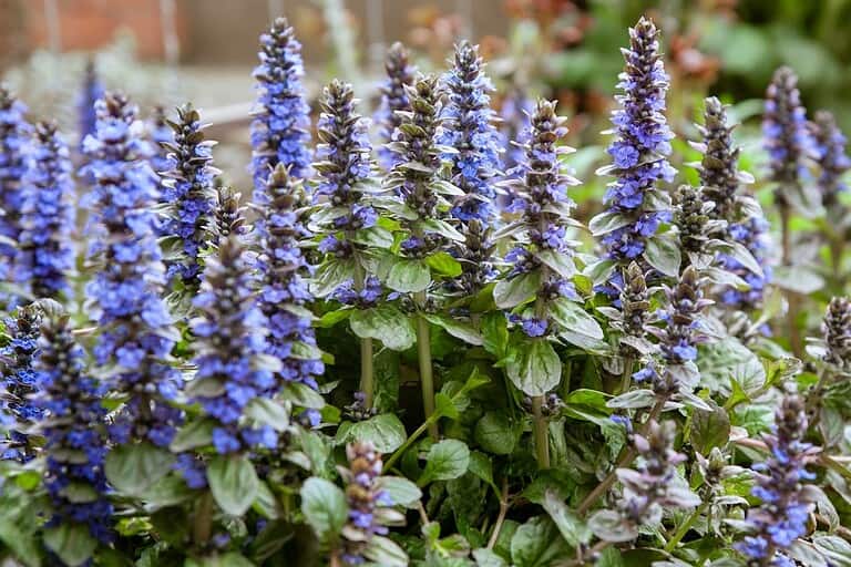Tall purple-blue ajuga flower spikes growing from green foliage in a garden, with vertical blooms reaching upward