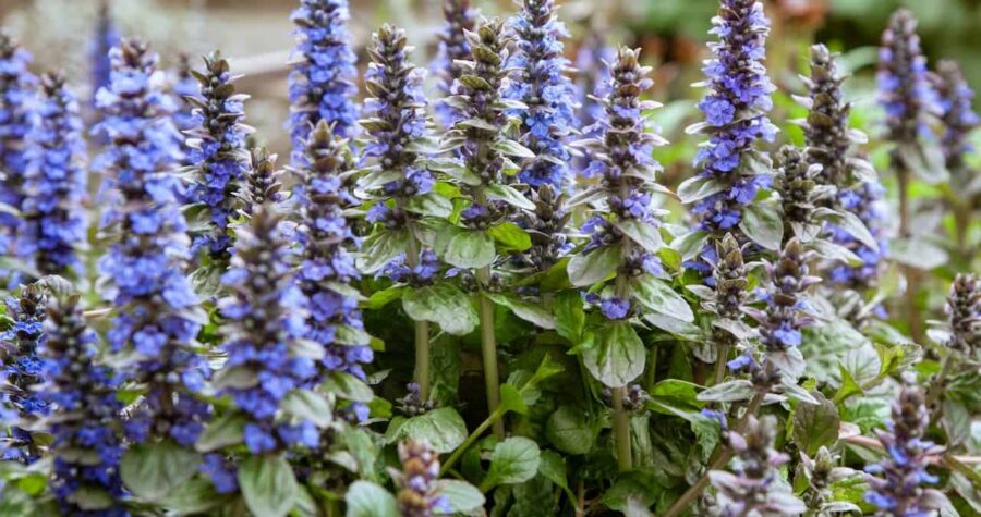 Tall purple-blue ajuga flower spikes growing from green foliage in a garden, with vertical blooms reaching upward