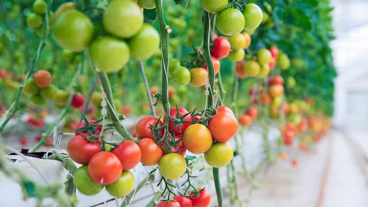 tomato plant staking with cage