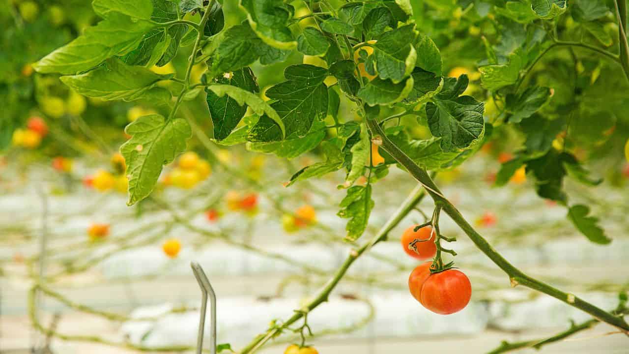 tomatoes and marigold growing in garden