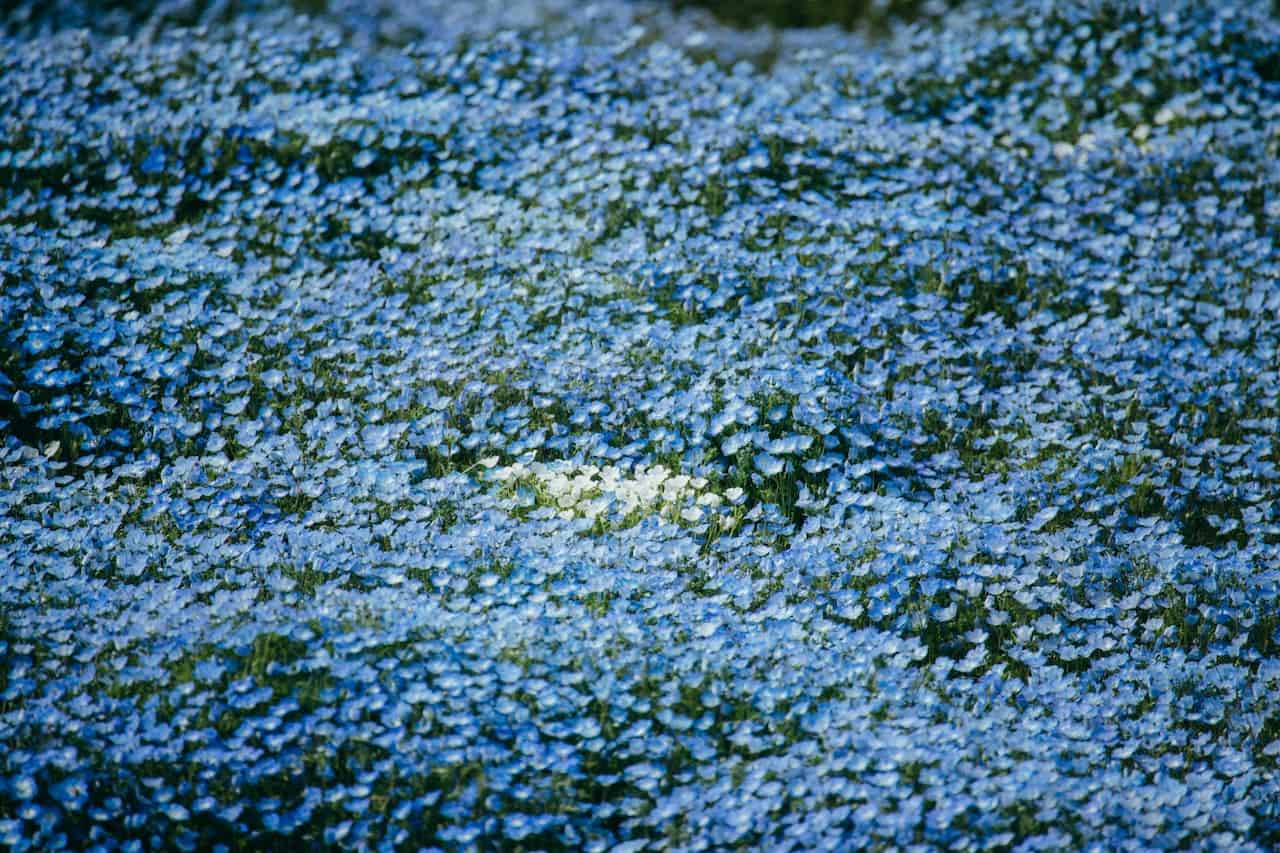Dense carpet of tiny Blue Saxifrage flowers covering ground with a small patch of white blooms in center