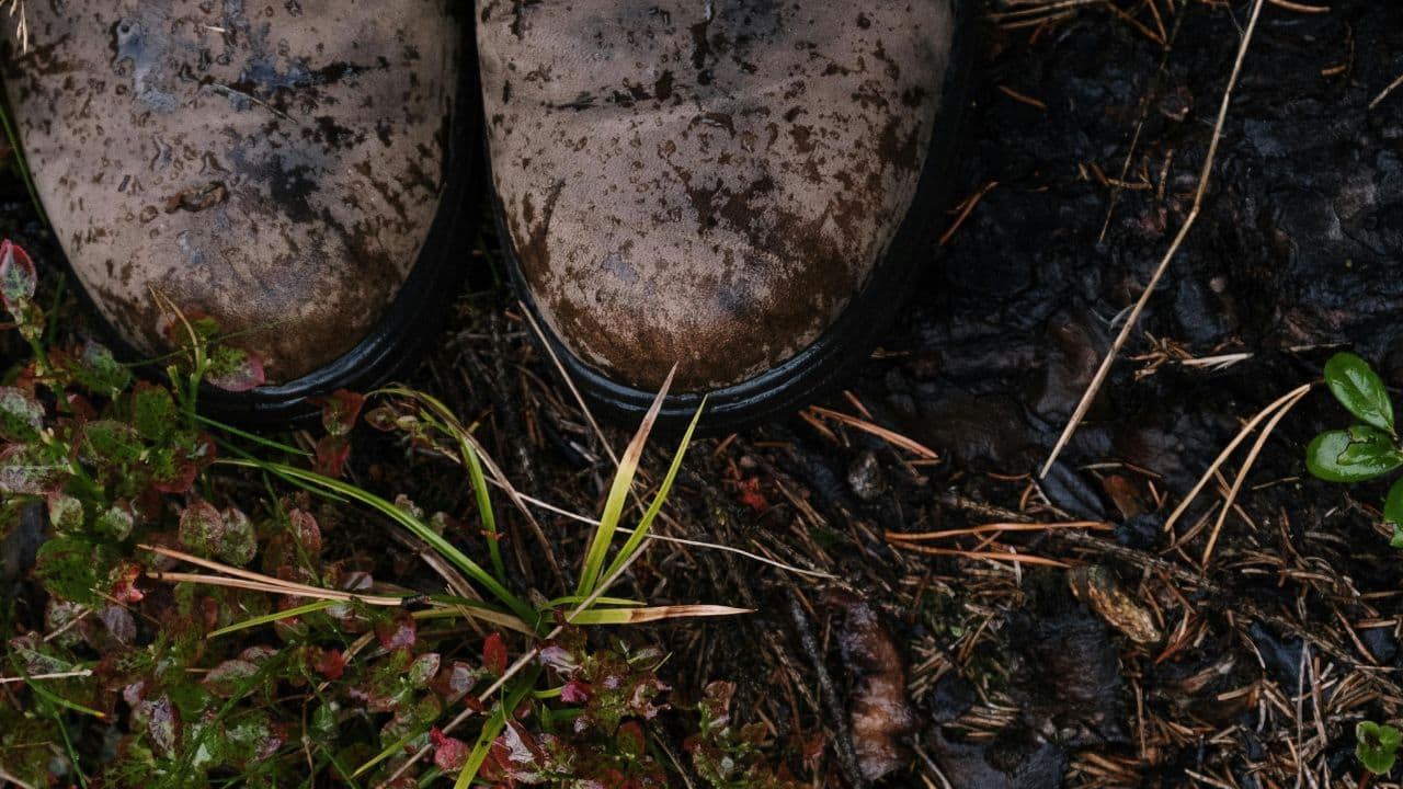 wilting marigolds in soggy soil