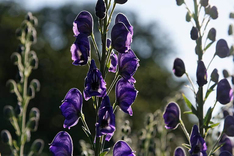 A tall stalk of deep purple wolfsbane flowers, backlit by sunlight, with blurred green foliage and additional flower stalks in the background