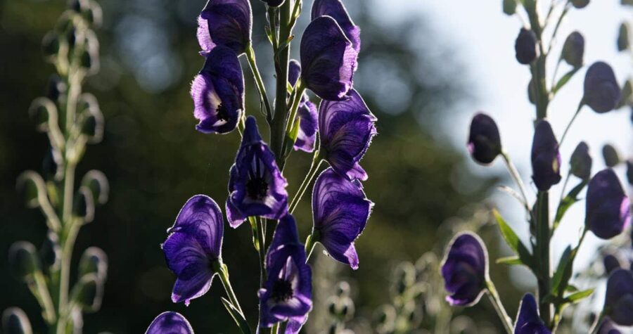 A tall stalk of deep purple wolfsbane flowers, backlit by sunlight, with blurred green foliage and additional flower stalks in the background