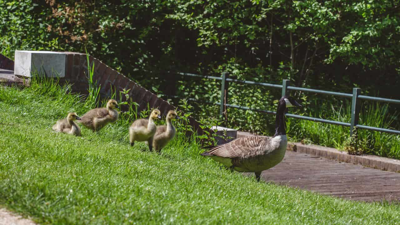 young bird fluttering in yard