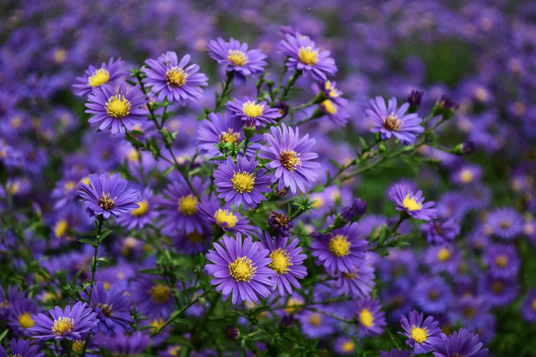 Close-up of vibrant purple aster flowers blooming in an outdoor field under daylight.
