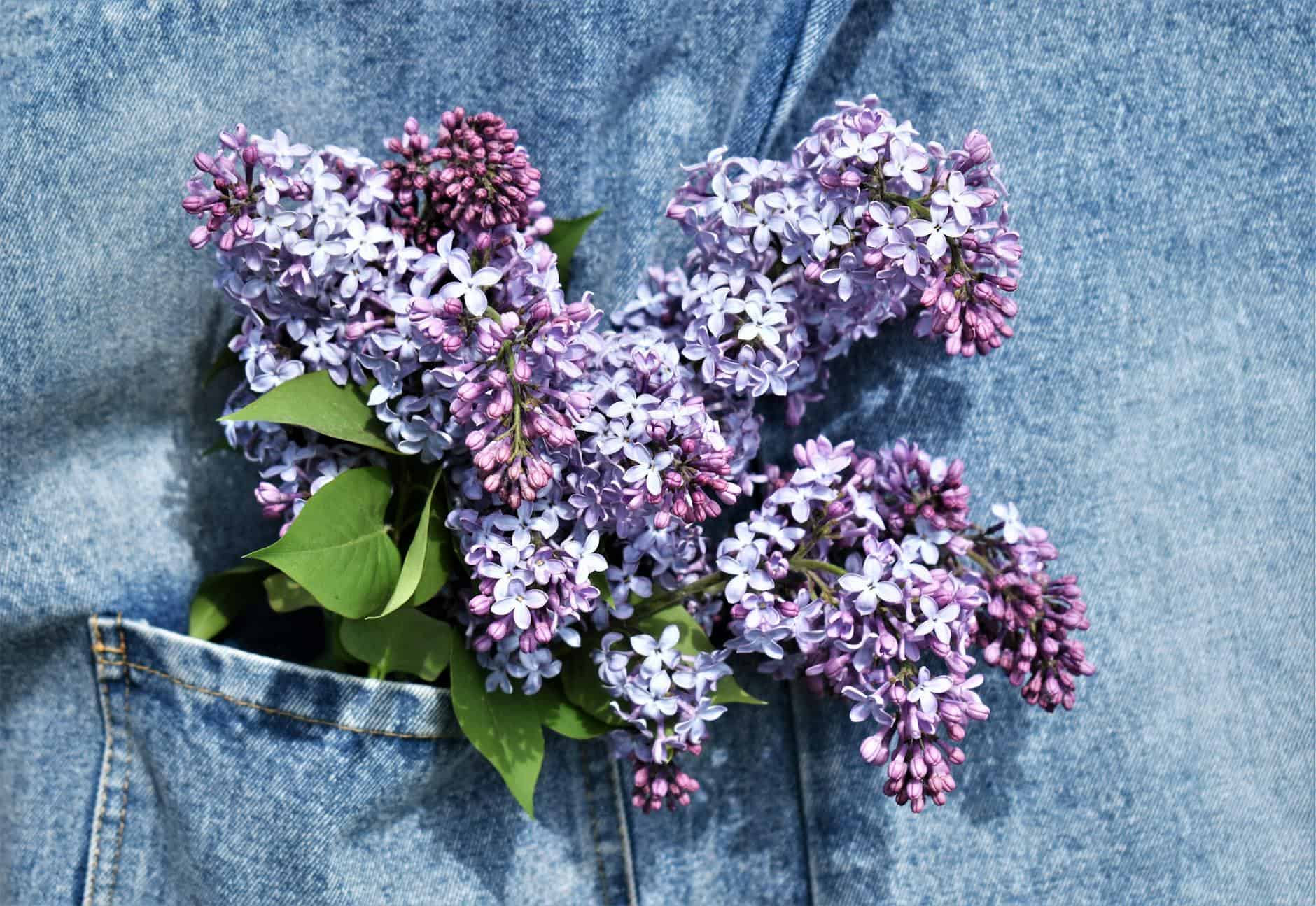 A lush bouquet of purple lilacs tucked into a denim pocket, showcasing spring vibrancy.