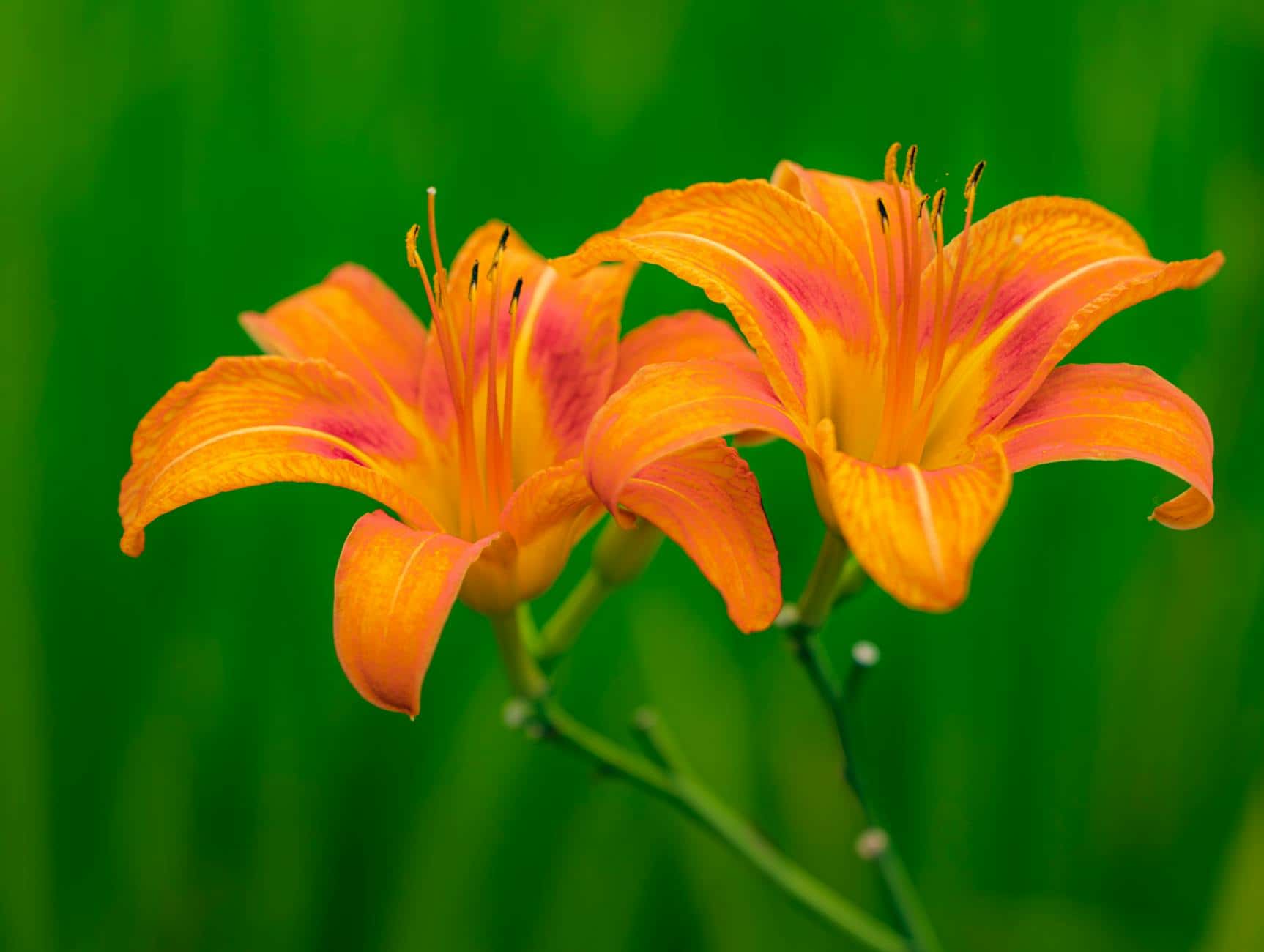 Close-up of vibrant orange lilies in full bloom against a blurred green background.