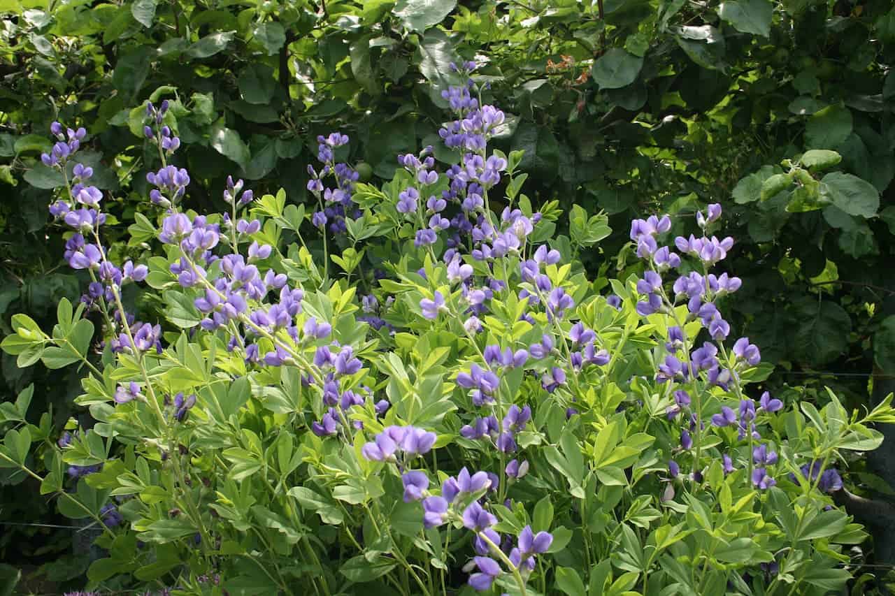 Purple false indigo (Baptisia) blooming with lavender-blue flowers among bright green foliage against darker background vegetation