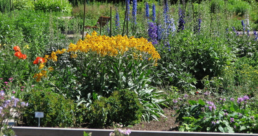 Flower garden with blooming yellow, purple, and orange flowers, green foliage, raised garden beds, under natural sunlight
