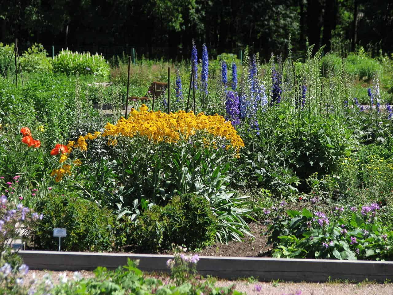 A vibrant garden with a mix of yellow, orange, and purple flowers, green plants and shrubs, rows of neatly arranged flower beds, tall purple delphinium flowers in the background, healthy green plants growing in well-maintained garden plots, a well-kept outdoor space with colorful blooms