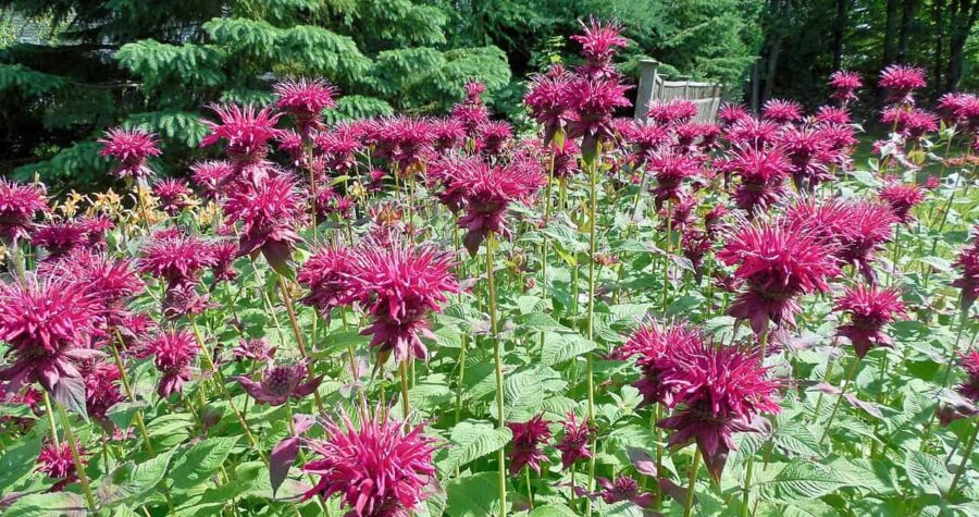 Vibrant pink bee balm (monarda) flowers blooming in a garden bed, with green foliage and evergreen trees in background