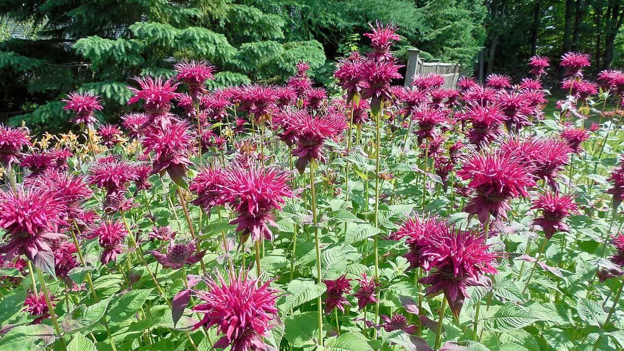 Vibrant pink bee balm (monarda) flowers blooming in a garden bed, with green foliage and evergreen trees in background