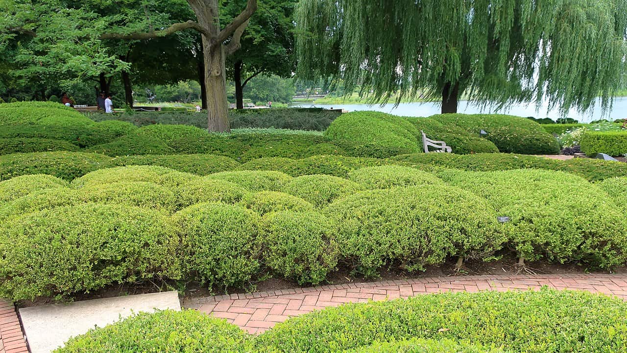 Manicured Wintergreen boxwood hedges in a formal garden with brick pathway, willow trees, and lake in background