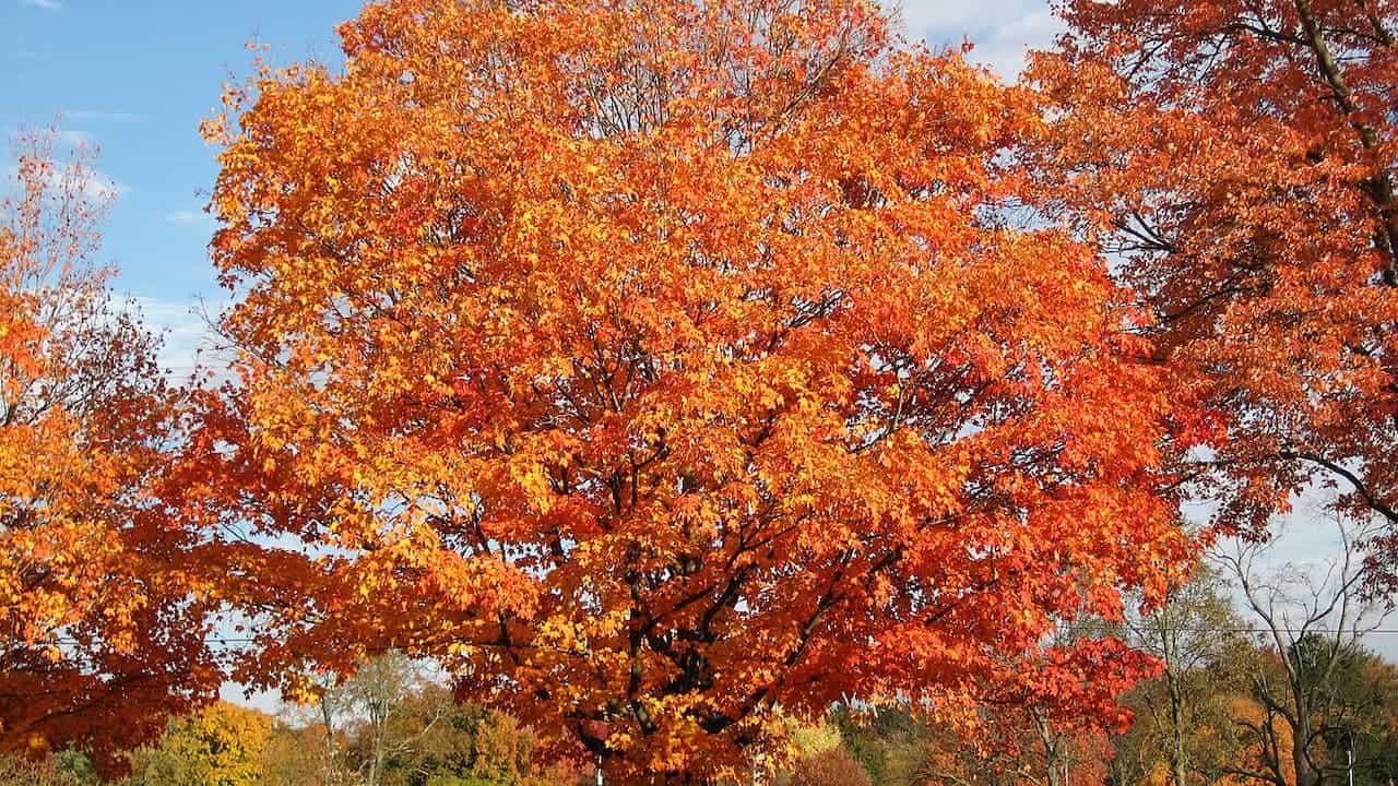 Vibrant orange-red sugar maple tree in peak autumn color against clear blue sky, surrounded by other fall foliage