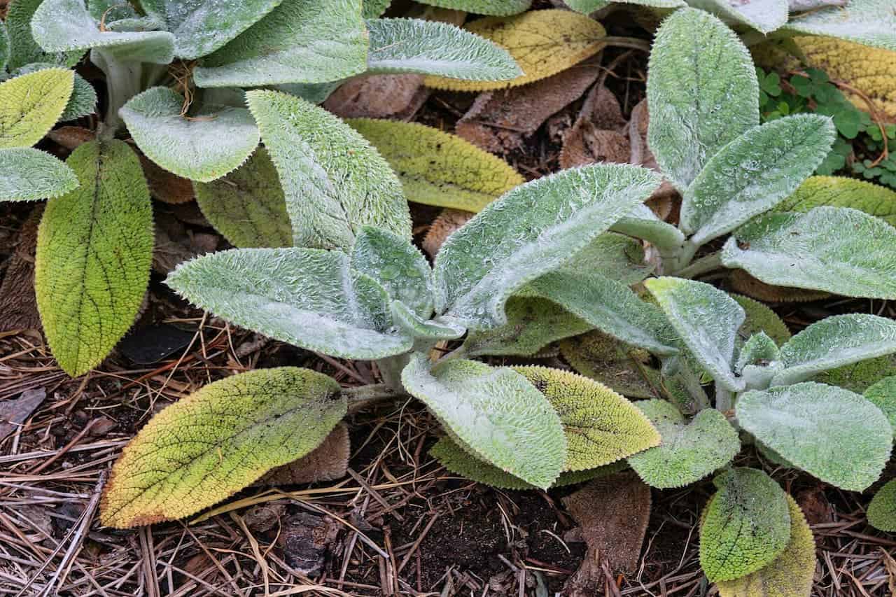 Fuzzy sage-green lamb's ear plant with soft, velvety leaves growing low to ground among fallen leaves and pine needles