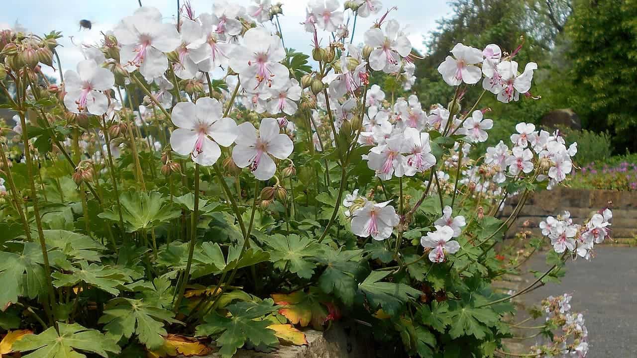 White Geranium 'Biokovo' with pink centers blooming on tall stems above green palmate leaves in a garden border