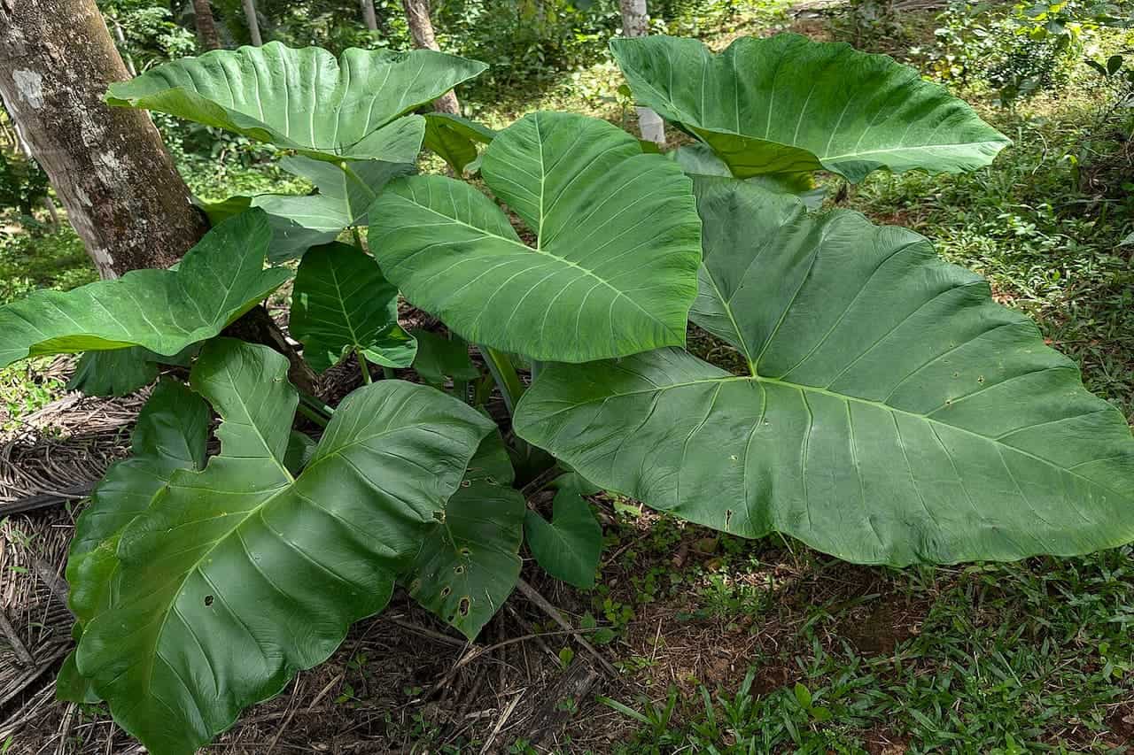 Giant elephant ear plants with massive heart-shaped green leaves growing in forest understory near tree trunk
