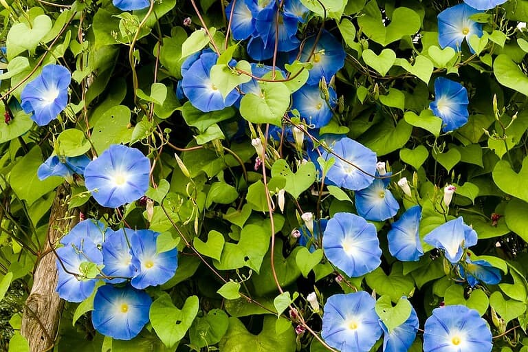 Bright blue morning glory flowers with white centers blooming abundantly among heart-shaped green leaves on climbing vines