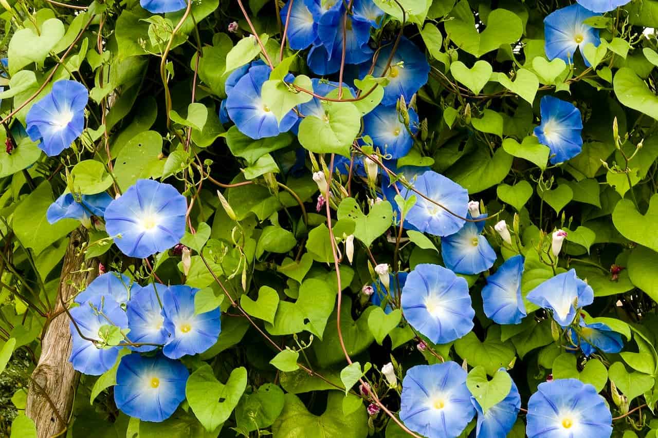Bright blue morning glory flowers with white centers blooming abundantly among heart-shaped green leaves on climbing vines
