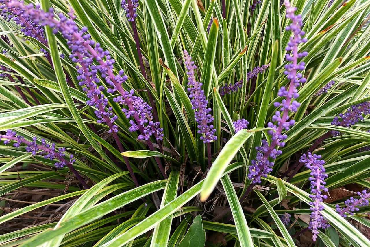 Variegated liriope plant with green and white striped leaves and multiple purple flower spikes blooming on tall stems