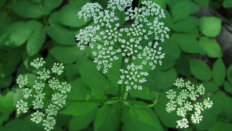 Bishop's Weed displaying characteristic white umbel flower clusters above bright green trifoliate leaves in natural garden setting