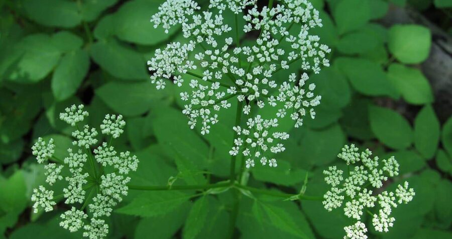 Bishop's Weed displaying characteristic white umbel flower clusters above bright green trifoliate leaves in natural garden setting