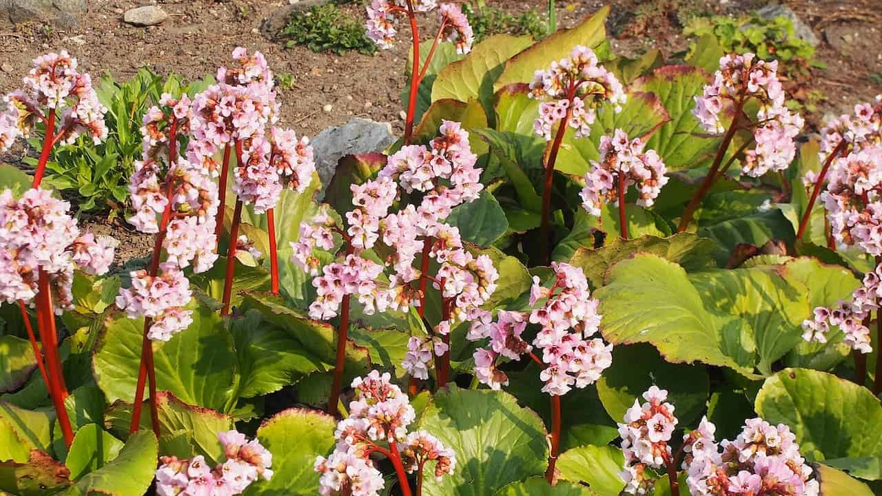 Cluster of pink Bergenia (Elephant's Ears) flowers on tall red stems with large green leaves, growing in sunlit soil with scattered rocks