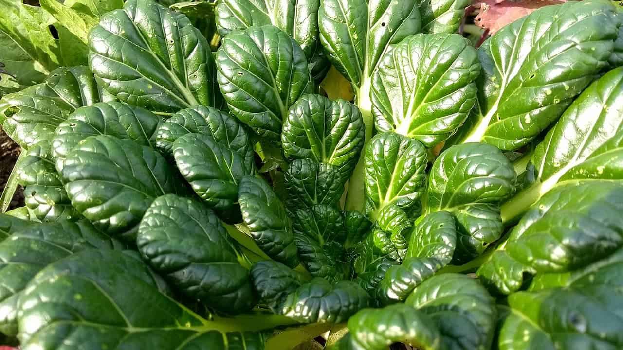Close-up of dark green Tatsoi leaves with prominent veins growing in bunch, showing glossy surface texture