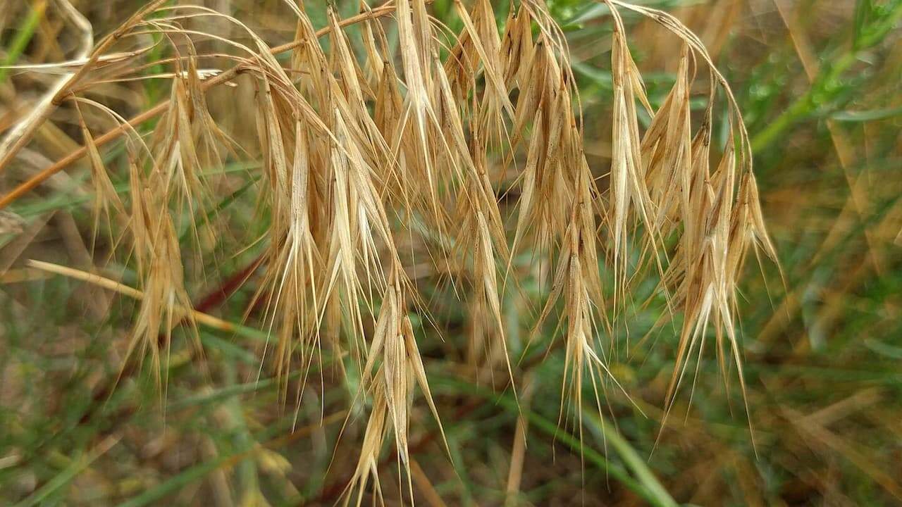 Cheatgrass seed heads with long drooping awns in golden-brown color, growing among green vegetation in natural setting