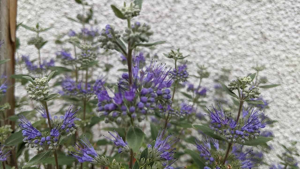 Bluebeard (Caryopteris x clandonensis) flowers with protruding stamens growing against white stucco wall, showing both blooming clusters and unopened buds
