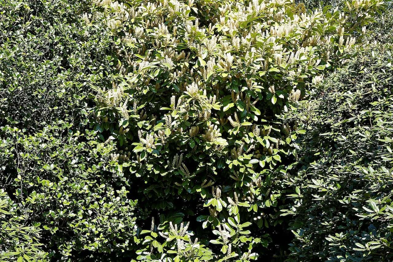 Densely growing Cherry Laurel shrub with glossy green leaves and numerous white flowering spikes covering the plant under bright sunlight