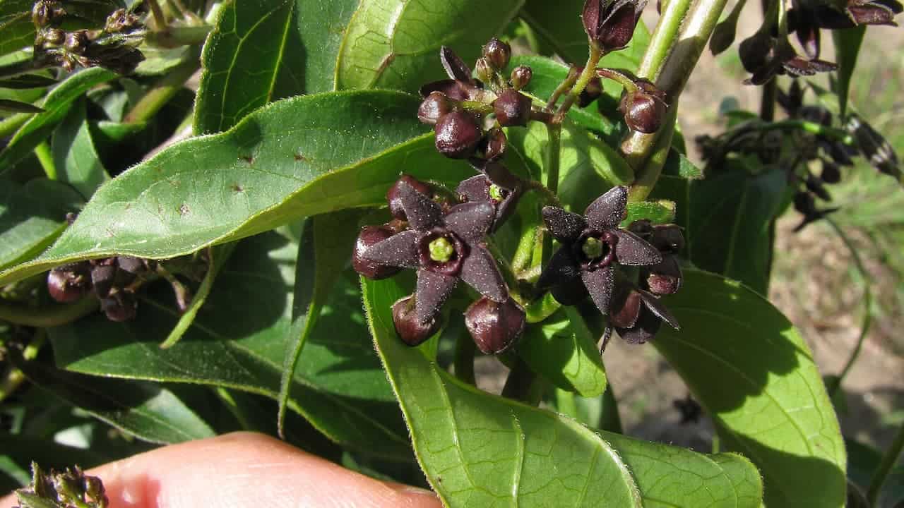 Black Swallow-wort plant with dark purple star-shaped flowers and green serrated leaves, human hand visible for scale reference