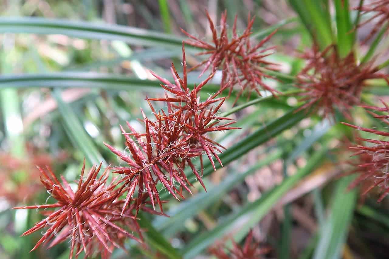 Spiky reddish-brown Nutgrass flower heads with thin star-like projections growing among slender green grass-like leaves