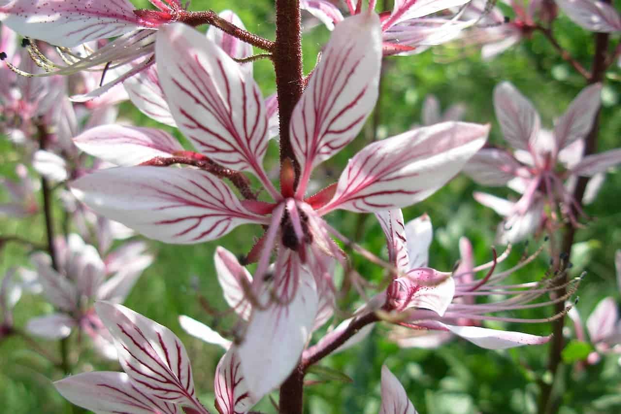 Close-up of Gas Plant (Dictamnus albus) flowers with white petals featuring dramatic pink-red veining on reddish stems against greenery