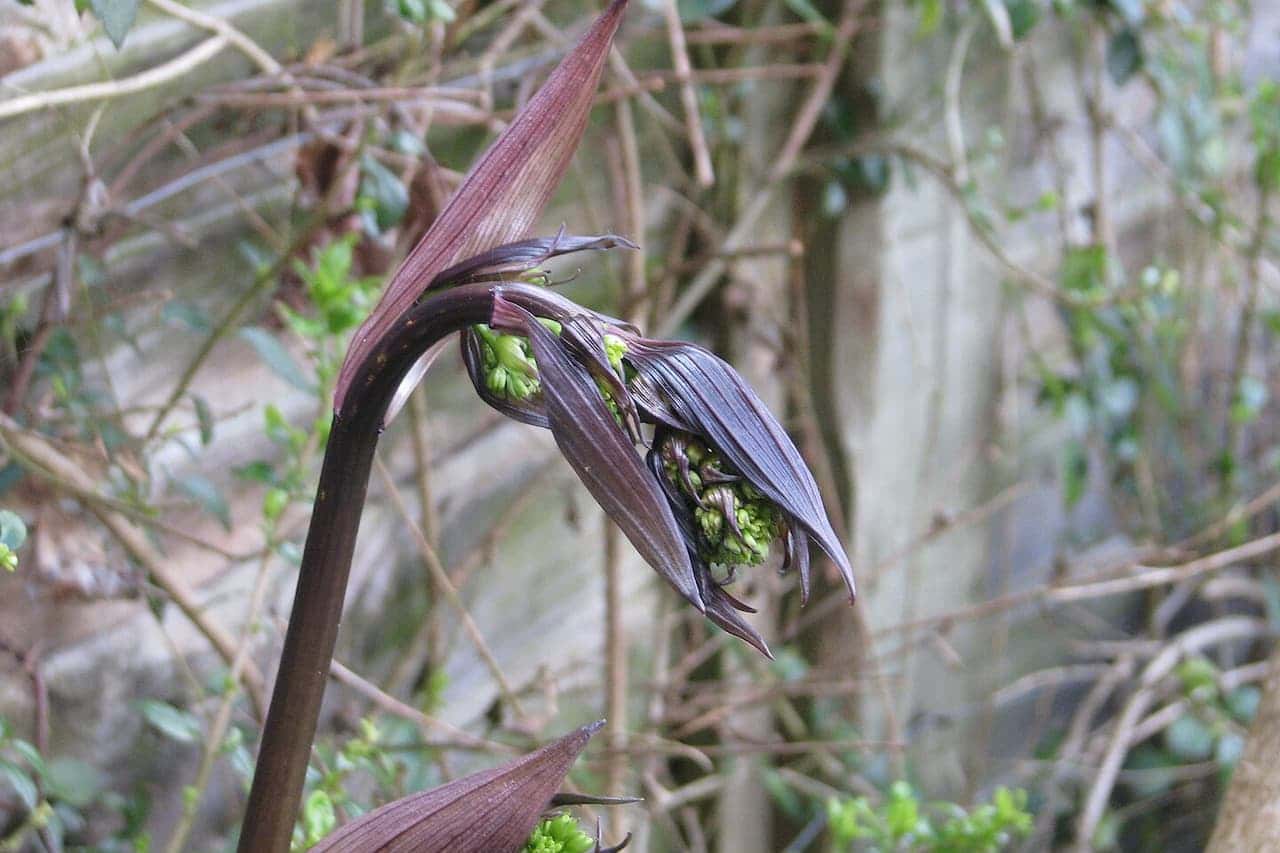 Chinese Fairy Bells (Disporum longistylum) with green spadix partially visible through curved spathe against blurred garden background
