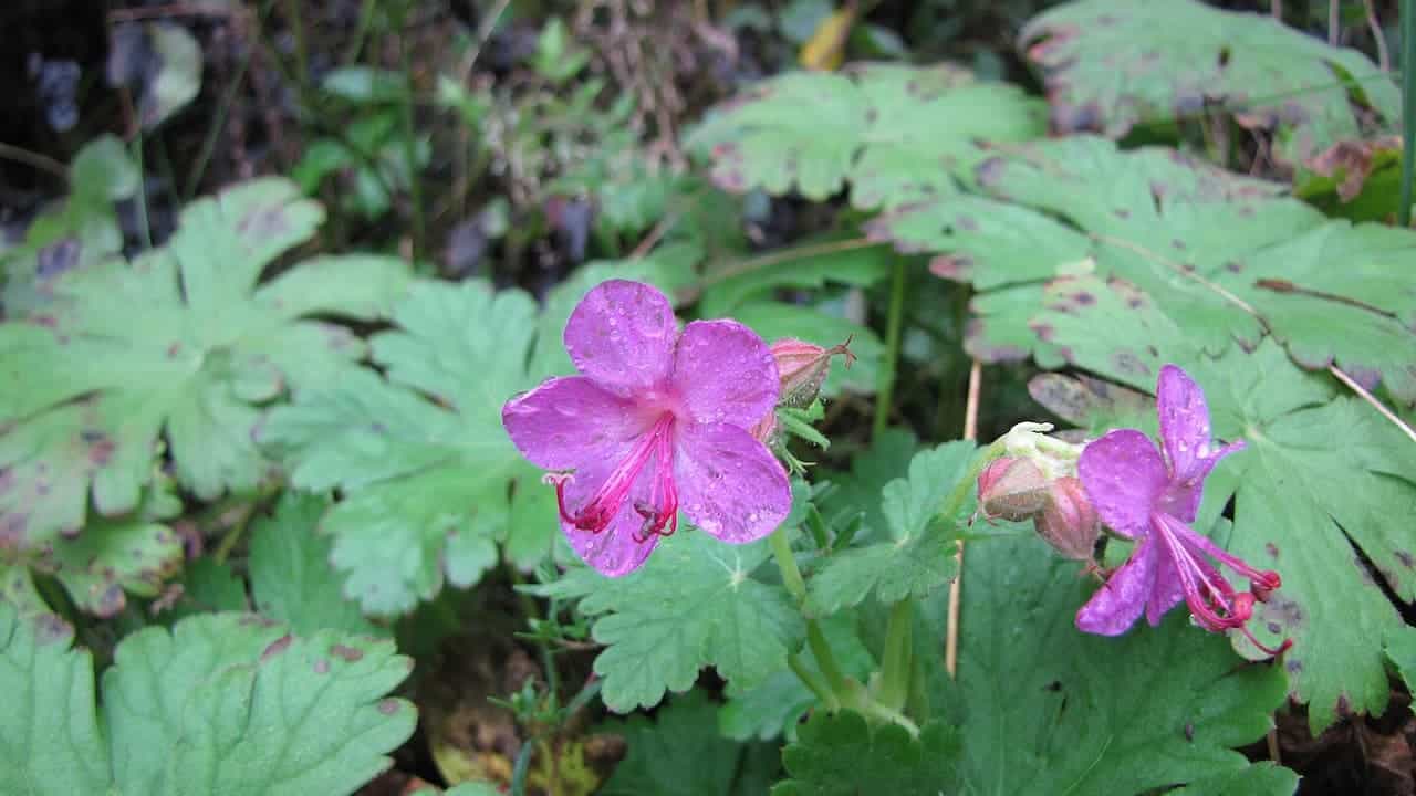 Two purple bigroot geranium flowers with water droplets among green foliage with spotted leaves in a woodland setting