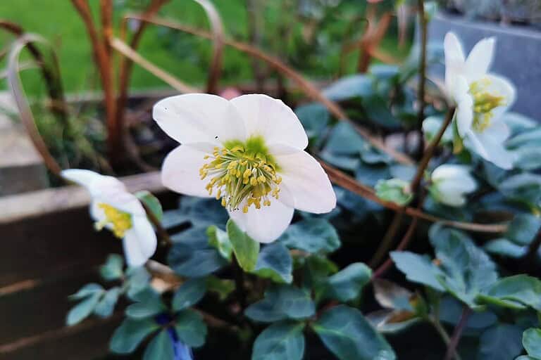 White hellebore flowers with prominent yellow stamens growing among dark green foliage in a garden planter