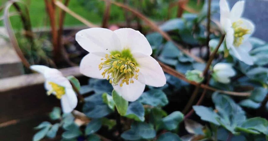 White hellebore flowers with prominent yellow stamens growing among dark green foliage in a garden planter
