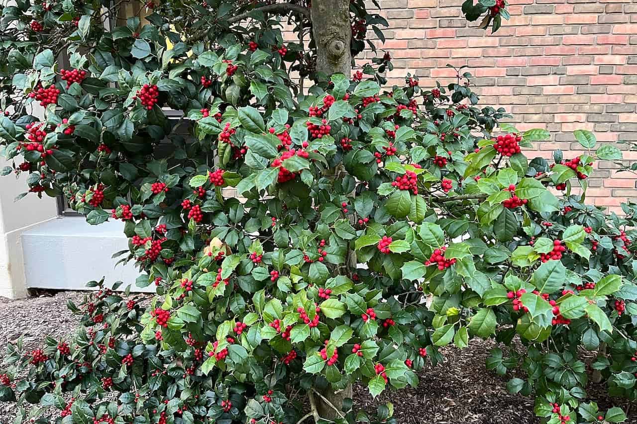 Holly bush with glossy green leaves and bright red berries growing against brick wall with mulched soil beneath