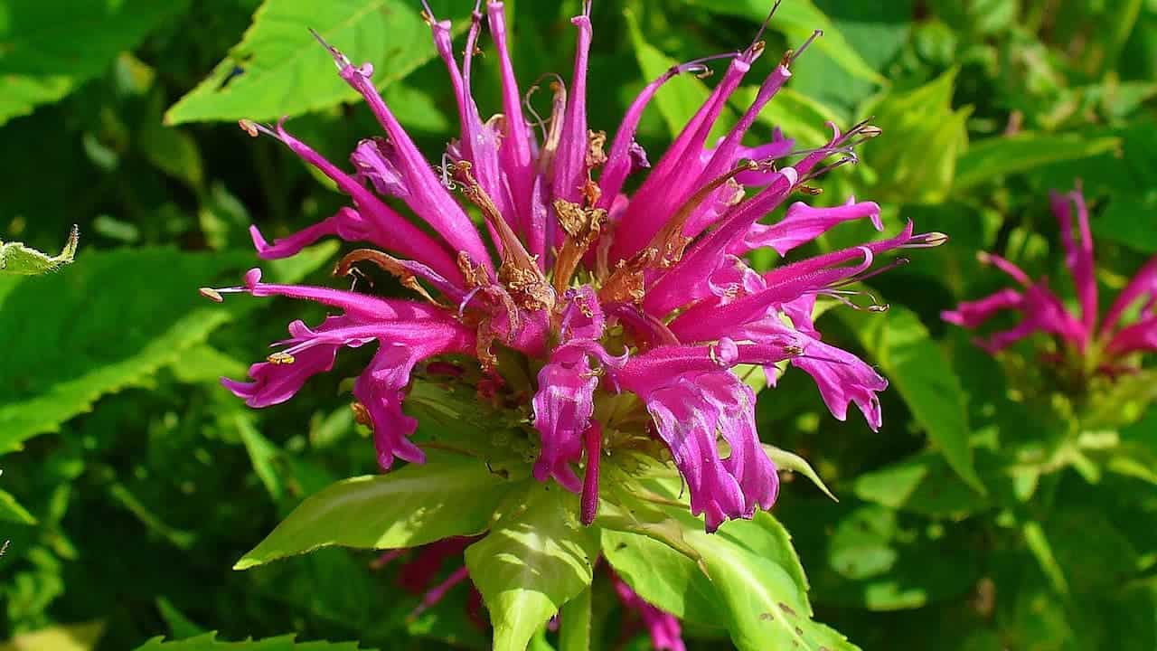 Bright pink Bergamot flower with spiky tubular petals and brownish center, surrounded by green leaves and foliage