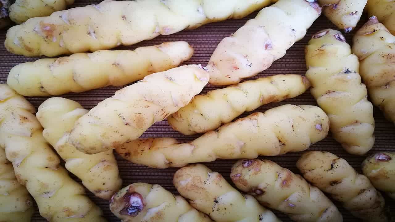Close-up of multiple yellow oca tubers, slightly dirty, ridged and knobby in texture, laid out on a brown mat