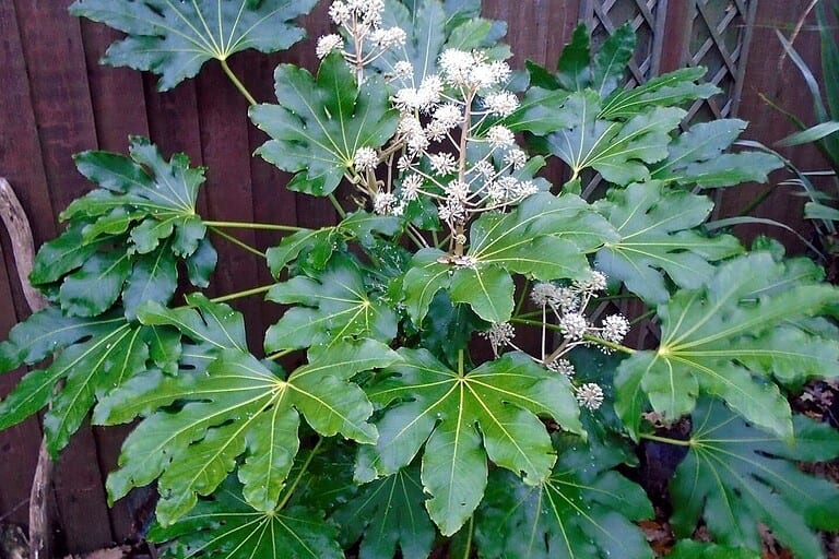 Fatsia japonica plant with large palmate green leaves and clusters of small white flowers against wooden lattice fence