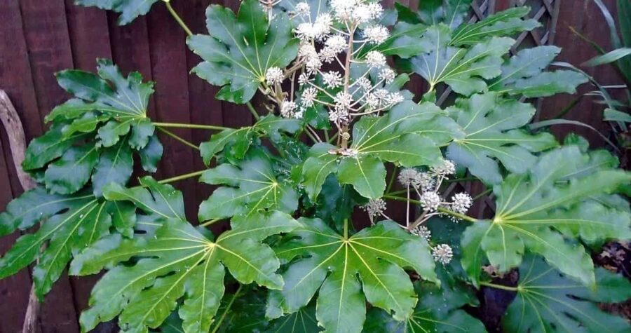 Fatsia japonica plant with large palmate green leaves and clusters of small white flowers against wooden lattice fence