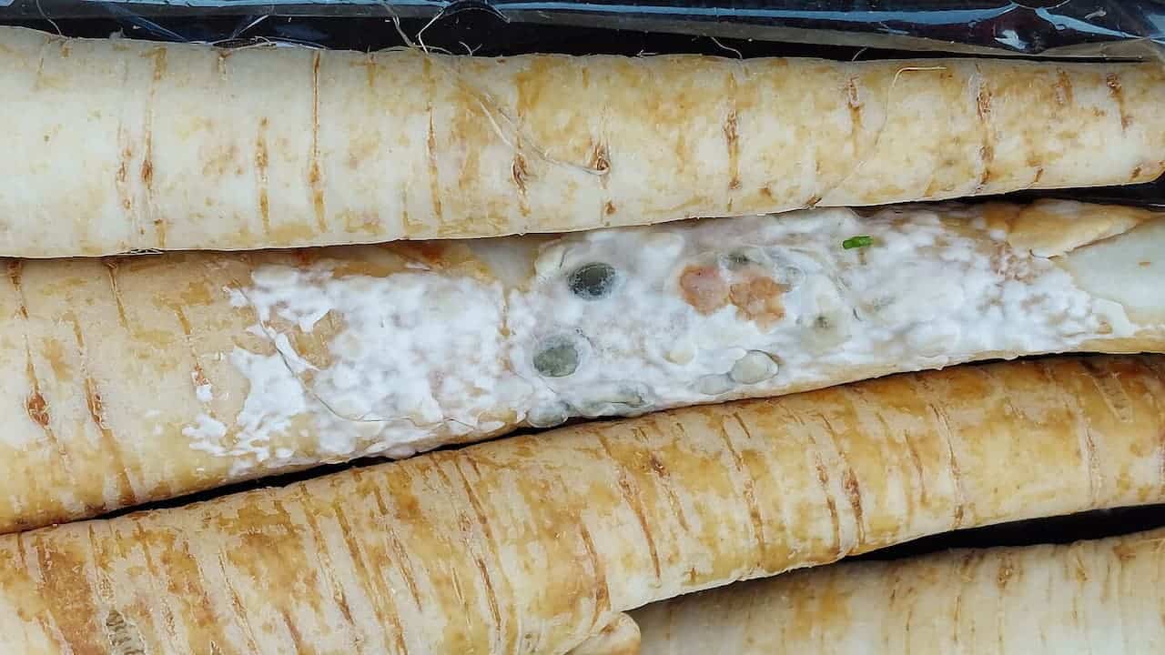 Close-up of several parsnip-like parsley roots (Petroselinum crispum var. tuberosum)