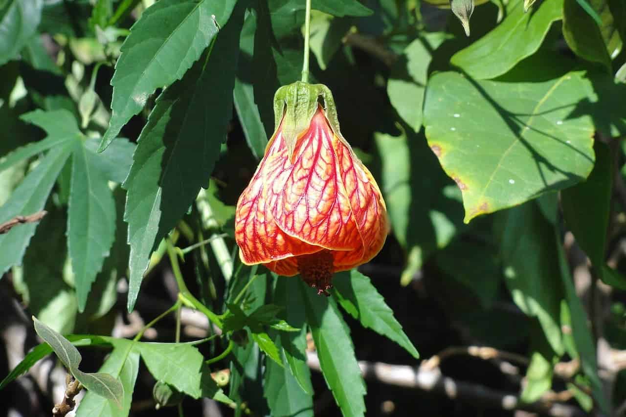 Bell-shaped Flowering Maple plant with orange-red petals displaying intricate veining, hanging among green leaves in bright sunlight