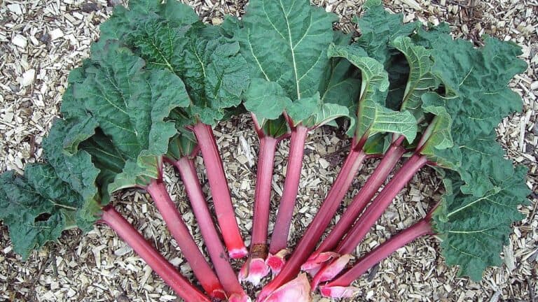 Rhubarb plant showing large green crinkled leaves and bright red-pink stalks growing from center, surrounded by mulch