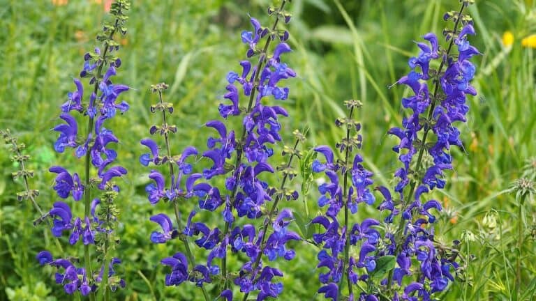 Vibrant Meadow Sage flowers on tall stalks growing in a wild meadow with lush green grass background