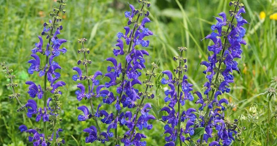 Vibrant Meadow Sage flowers on tall stalks growing in a wild meadow with lush green grass background