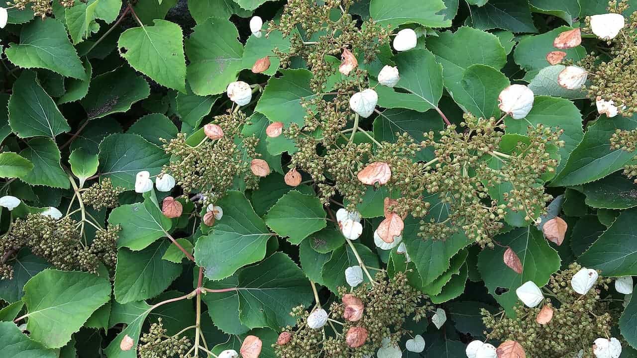 Rose Sensation Hydrangea Vine with serrated green leaves, small green flower buds, and white and pinkish spent blossoms